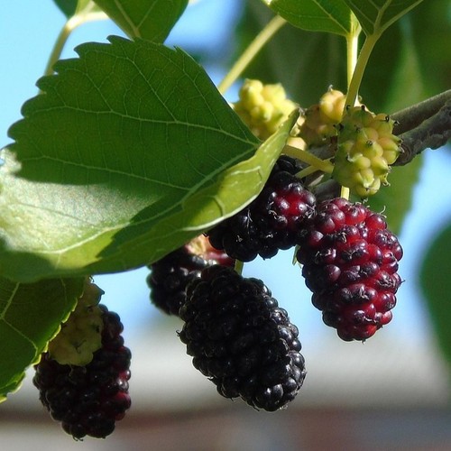 Zwergmaulbeere mojo berry - zwergmaulbeere,