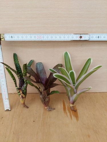 Bromelien sortiment 3 - ,