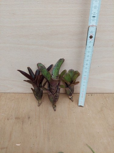 Bromelien sortiment 3 - bromelien,