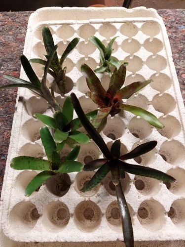 Bromelien sortiment ableger - bromelien,